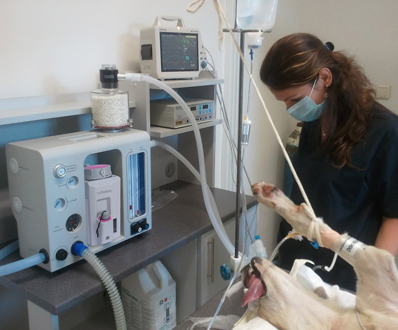 UVT-Anes04 Veterinary Anesthesia Machine